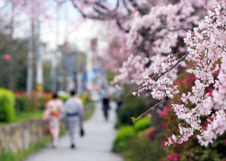 京都でのお花見はレンタル着物で楽しもう！おすすめのレトロ着物の魅力を紹介