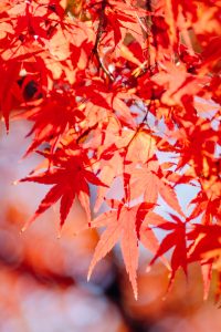 🍁秋の京都を訪問着で楽しむ ― 八坂神社すぐのわぷらす京都で特別な一日を👘