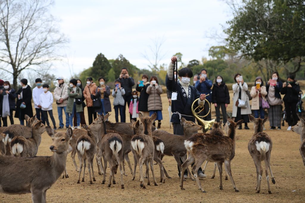 Nara in Kimono rental | Experience Japan through Tea Ceremony Activities｜⛄Fuyu-no-shika-yose（winter deer gathering)