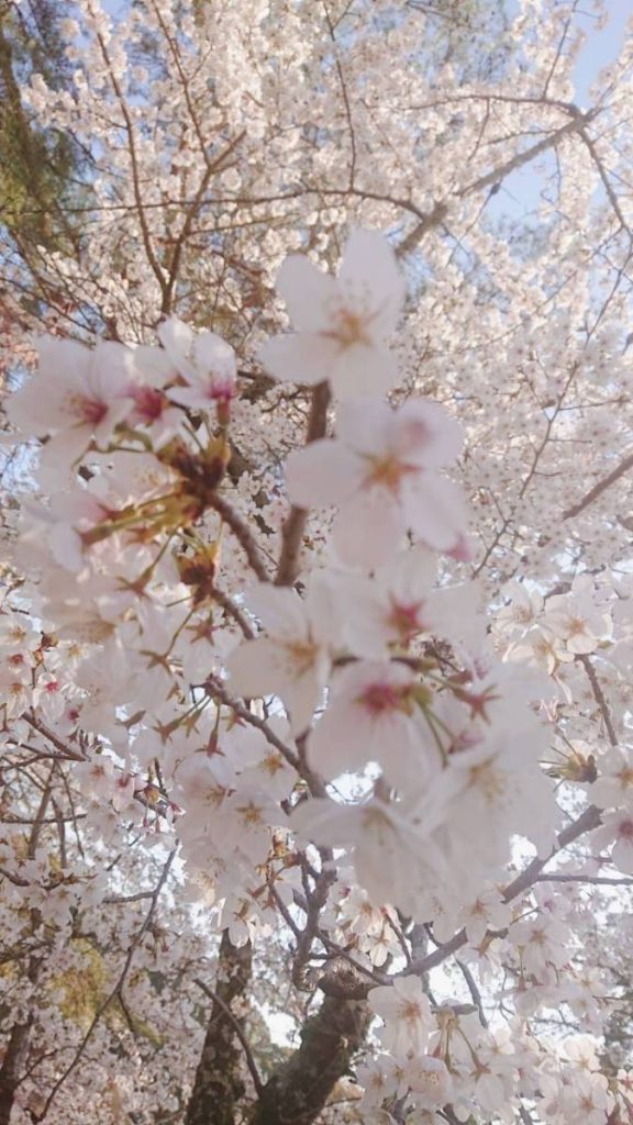 Nara in Kimono rental | Experience Japan through Tea Ceremony Activities｜【Recommended cherry blossom viewing spots🌸】If you’re going to see cherry blossoms in Nara, we recommend renting a kimono❣❣