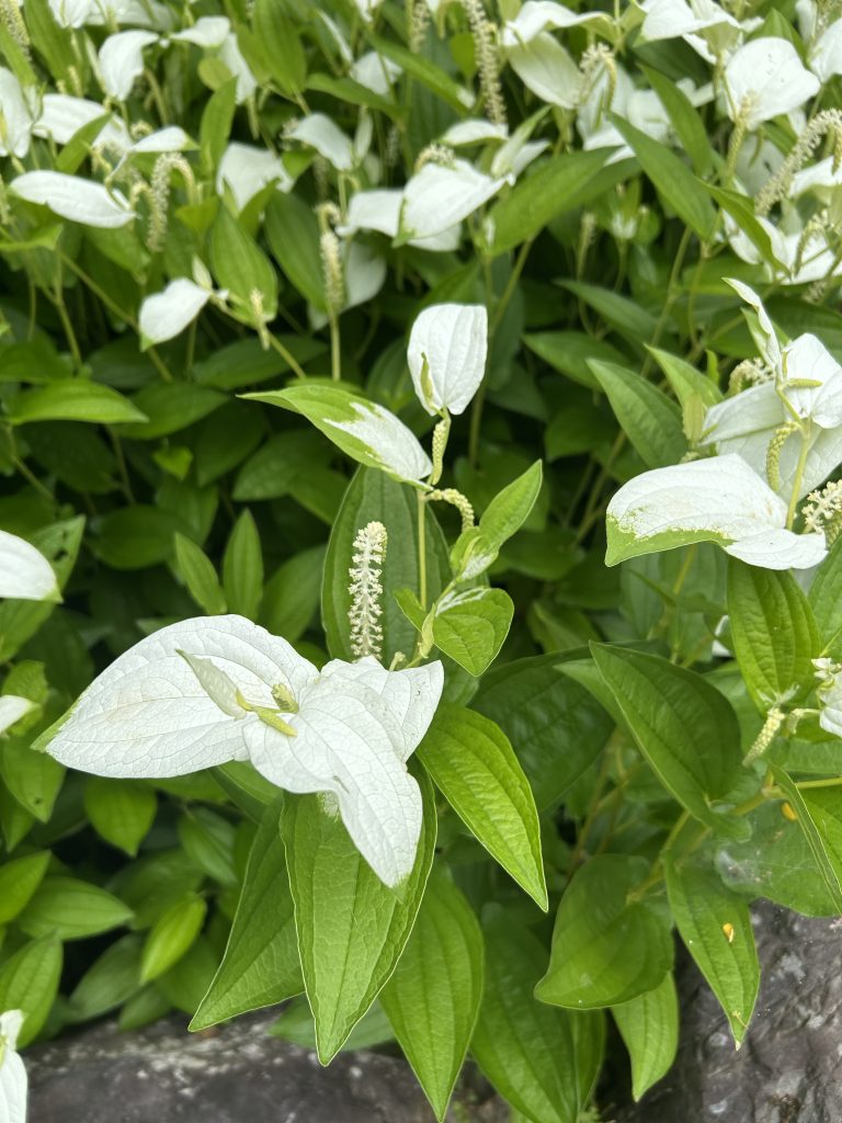 Nara in Kimono rental | Experience Japan through Tea Ceremony Activities|What is the Chabana in July?