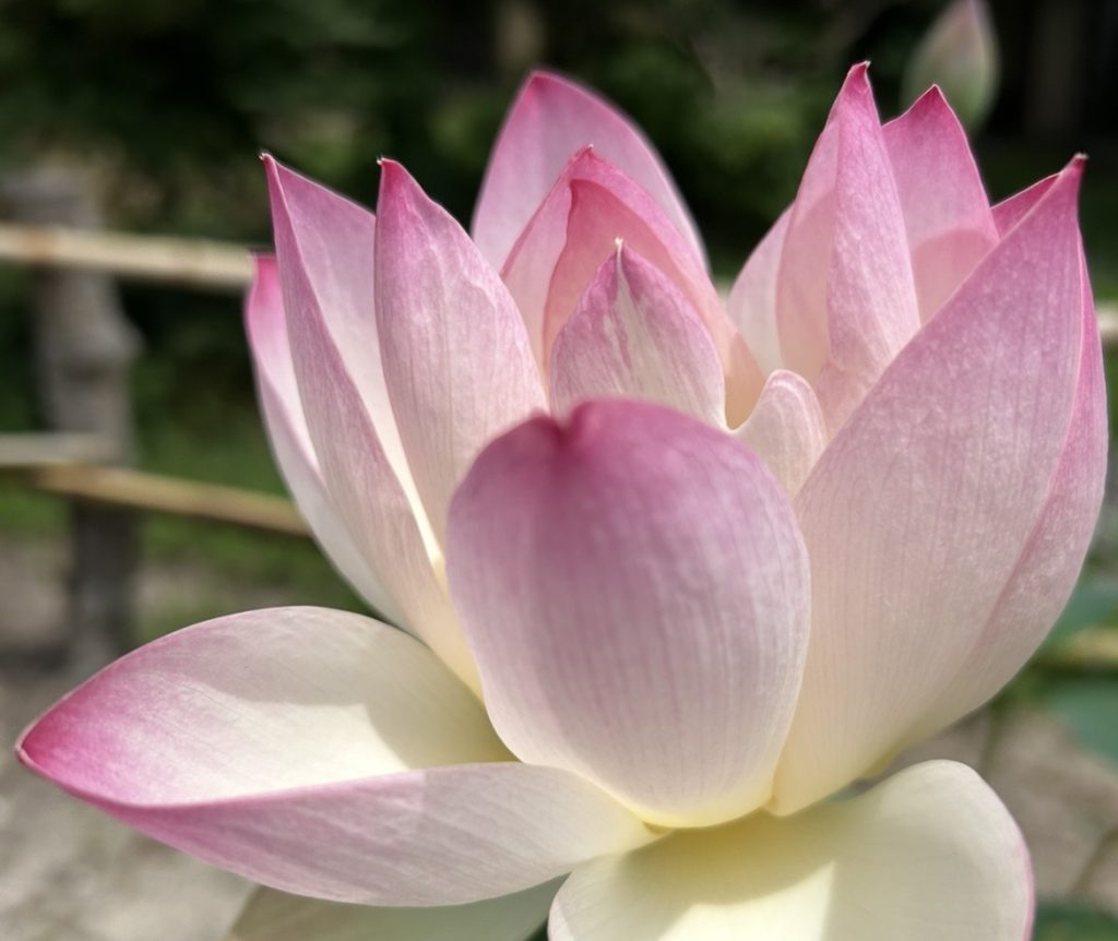 Nara in Kimono rental | Experience Japan through Tea Ceremony Activities|What is the Chabana in August?
